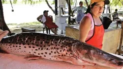Surubí: El pescado gigante que es una delicia culinaria en Paraguay